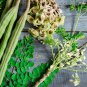 20 Moringa Organic Drumstick Herb Tree of Life Malunggay Seeds