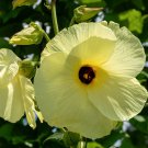 10 Yellow Edible Sunset Hibiscus Abelmoschus Seeds