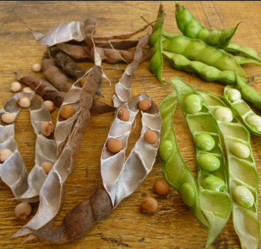 40 Perennial Pigeon Pea Gandules Cajanus Cajan Seeds