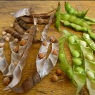 40 Perennial Pigeon Pea Gandules Cajanus Cajan Seeds