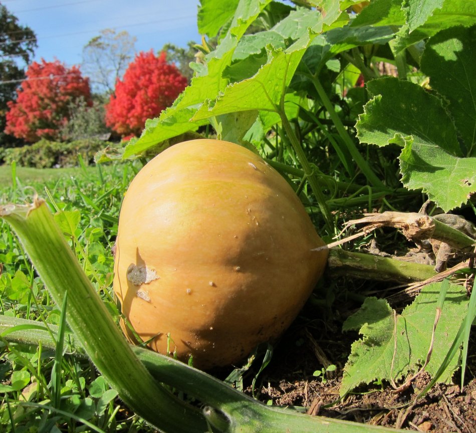 10 Florida Seminole Native Heirloom Pumpkin Squash Seeds