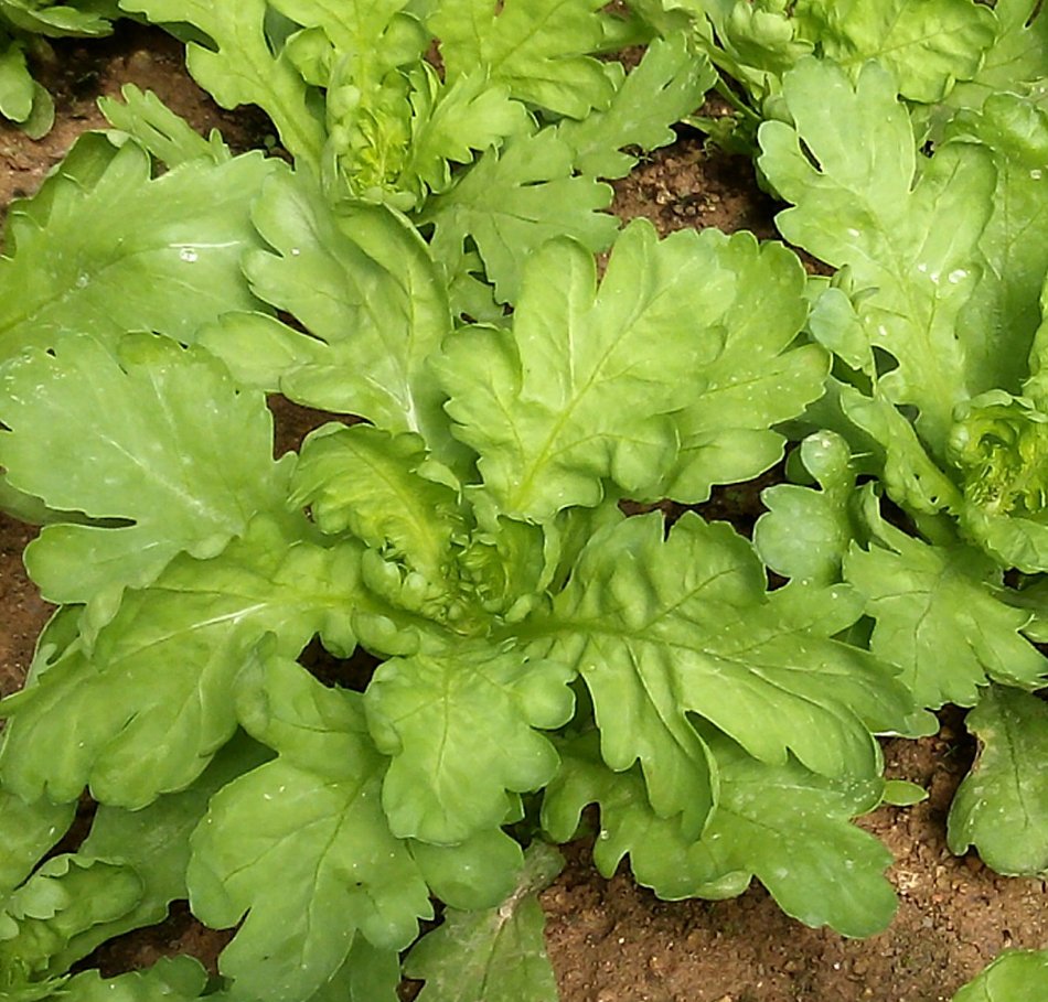 100 Edible Chrysanthemum Broad Leaf Seeds
