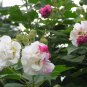 5 Cuttings Color Changing Hardy Dixie Cotton Rose Hibiscus Unrooted