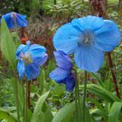 25 Blue Poppy Meconopsis Lingholm Seeds 25 Blue Poppy Meconopsis Lingholm Seeds