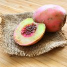25 Sour Cactus Fruit  Xoconostle Opuntia Seeds