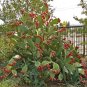 25 Hardy Prickly Pear Cactus Nopal Opuntia tuna Seeds