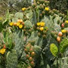 25 Hardy Prickly Pear Cactus Nopal Opuntia tuna Seeds