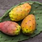25 Hardy Prickly Pear Cactus Nopal Opuntia tuna Seeds