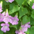 10 Pink Twining Snapdragon Asarina Vine Seeds