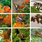 30 US Native Wildflower Orange Butterfly Milkweed Asclepias Seeds