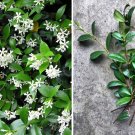 10 Cuttings Fragrant White Southern Star Jasmine Vine Trachelospermum (no roots)