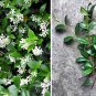 10 Cuttings Fragrant White Southern Star Jasmine Vine Trachelospermum (no roots)