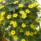 10 Black-Eyed Susan Yellow Thunbergia Seeds