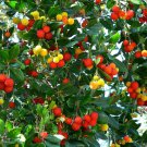 15 Strawberry Tree Hardy Madrone Arbutus Seeds