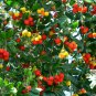 15 Strawberry Tree Hardy Madrone Arbutus Seeds