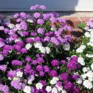 200 Globe Candytuft Iberis Seeds