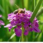 200 Globe Candytuft Iberis Seeds