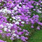 200 Globe Candytuft Iberis Seeds