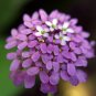 200 Globe Candytuft Iberis Seeds