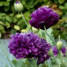 80 Peony Poppy Purple Ball Pompon Papaver Seeds 80 Peony Poppy Purple Ball Pompon Papaver Seeds