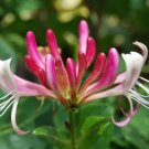 18 Native Pink Honeysuckle California Lonicera Seeds