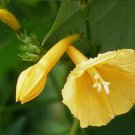 5 Yellow Morning Glory Lemon Drop Hederifolia 5 Yellow Morning Glory Lemon Drop Hederifolia
