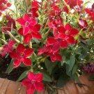 100 Crimson Red Trumpets Fragrant Nicotiana Seeds