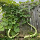 10 Heirloom Snake Cucuzza Zuchetta Squash Seeds