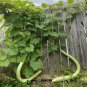 10 Heirloom Snake Cucuzza Zuchetta Squash Seeds