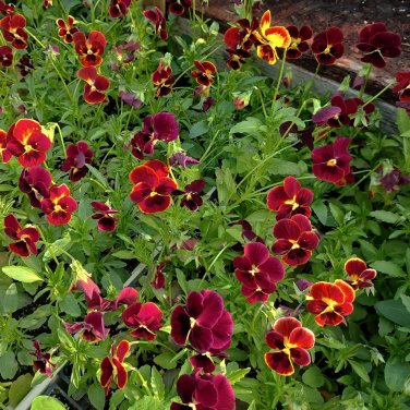 40 Ruby Red Pansy Viola Seeds