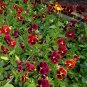 40 Ruby Red Pansy Viola Seeds