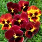 40 Ruby Red Pansy Viola Seeds