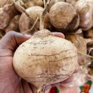 40 Jicama Mexican Potato Yam Bean Pachyrhizus Seeds