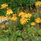 30 Arnica Herb Organic Bruisewort Mountain Arnica Seeds