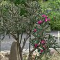 Starter Plant Hardy Cane Cholla Cactus Tree Cholla Cylindropuntia imbricata
