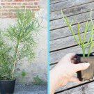 Live Plant Succulent Pencil Cactus Euphorbia tirucalli