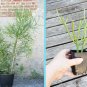 Live Plant Succulent Pencil Cactus Euphorbia tirucalli