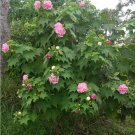 20 Hardy C0nfederate Rose Hibiscus Double Cotton Rose Hibiscus Seeds