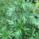 100 Mugwort Herb Artemisia Seeds