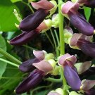 5 Black Purple Velvet Bean Vine Seeds