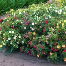 40 Colorful Mixed Four O'Clocks Mirabilis Seeds