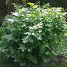 100 Perennial Lovage Organic Levisticum Seeds