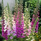200 Hardy Foxglove Mix Fairy Thimbles Digitalis Seeds