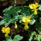 10 Yellow Canary Bird Vine Nasturtium Tropaeolum Seeds