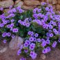 10 US Native Wildflower Desert Four O'clock Mirabilis Seeds