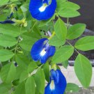 20 Deep Blue Butterfly Pea Vine Seeds