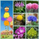 Whimsical Seuss Lorax Inspired Flower Seed Collection Whimsical Seuss Lorax Inspired Flower Seed Collection