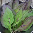 100 Nigerian Lago Spinach Shoko Heat Loving Edible Organic Celosia