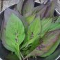 100 Nigerian Lago Spinach Shoko Heat Loving Edible Organic Celosia