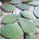 Cuttings! Spineless Thornless Edible Prickly Pear Opuntia ellisiana